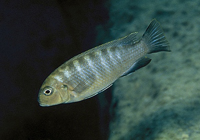 Maylandia sp. 'hajomaylandi pombo' Pombo Rocks
